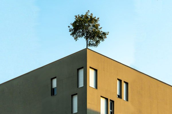 image d'un immeuble avec un arbre sur le toit