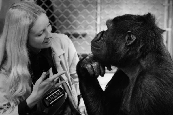 image du film Koko le gorille qui parle