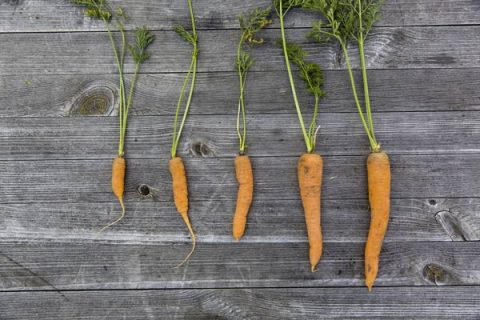 carottes posées sur une table en bois