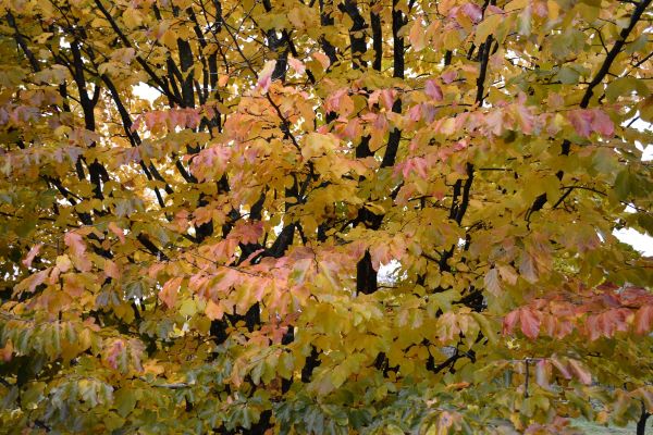 photographie d'un arbre en automne
