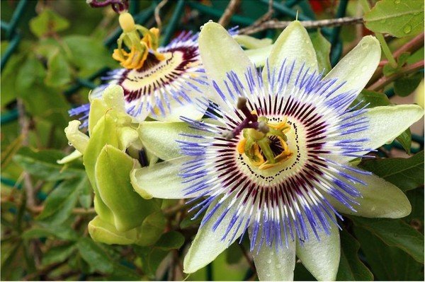 Photographie d'une fleur éclose et printanière