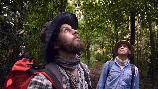 Homme dans la forêt relavant la tête vers les feuillages