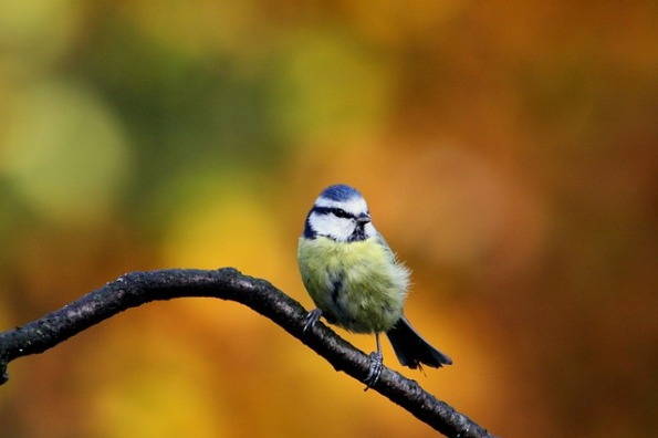 photographie de mésange