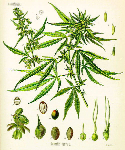 Illustration du Cannabis sativa
