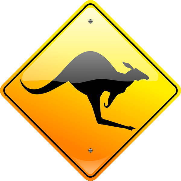 attention au passage de kangourous