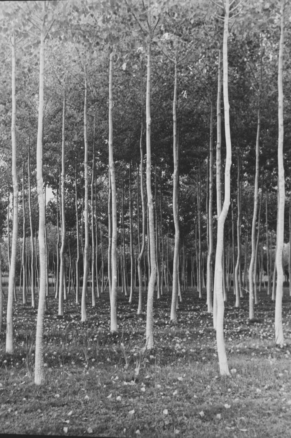 forêt de bouleaux, photographie noir et blanc