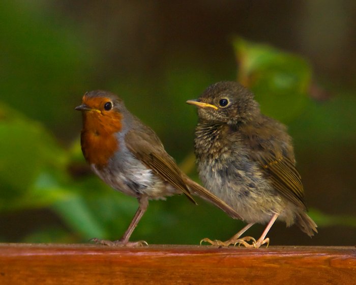 Photographies de deux oiseaux