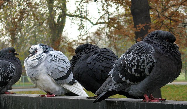 Photographie de 4 pigeons bien gras sur un mur