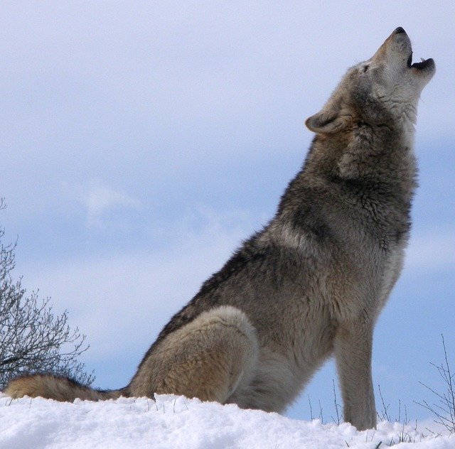 Photographie d'un loup hurlant