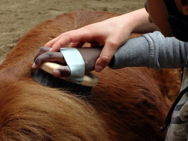 Une main d'enfant brosse un cheval, guidée par une main d'adulte.