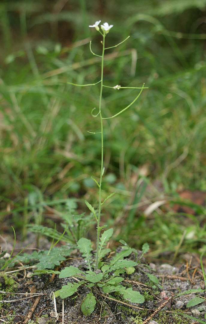 Vue de l'arabette, de la fleur aux racines.