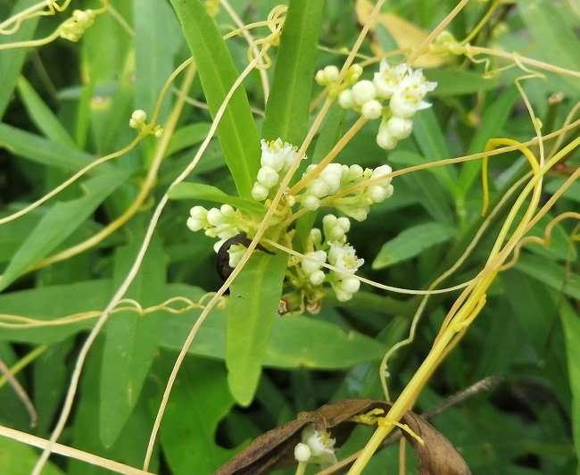 La cuscute oriente sa croissance pour s’étendre vers les plantes qu’elle peut parasiter,