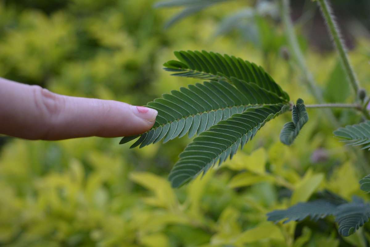 doigt touchant les feuilles du mimosa qui se referment au contact