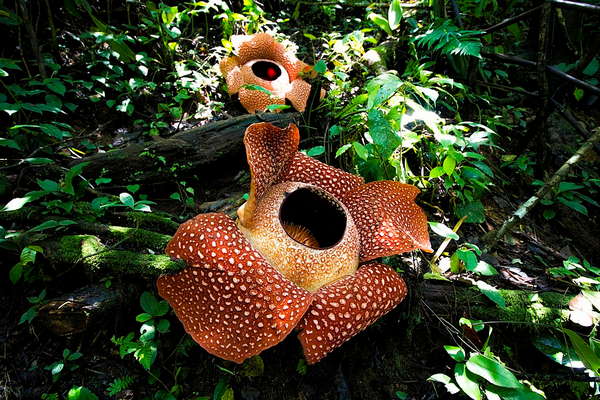 Fleur charnue, rouge ocre, cloquée de pustules crémeuses.